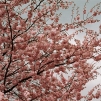 Springs