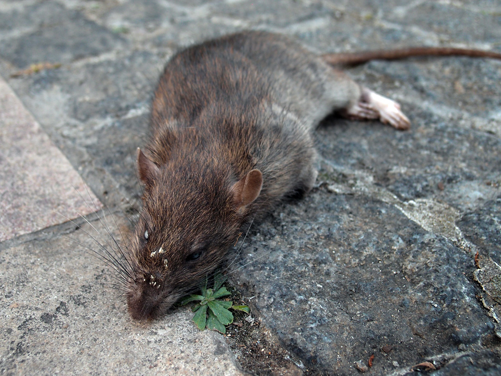 What's left of our world