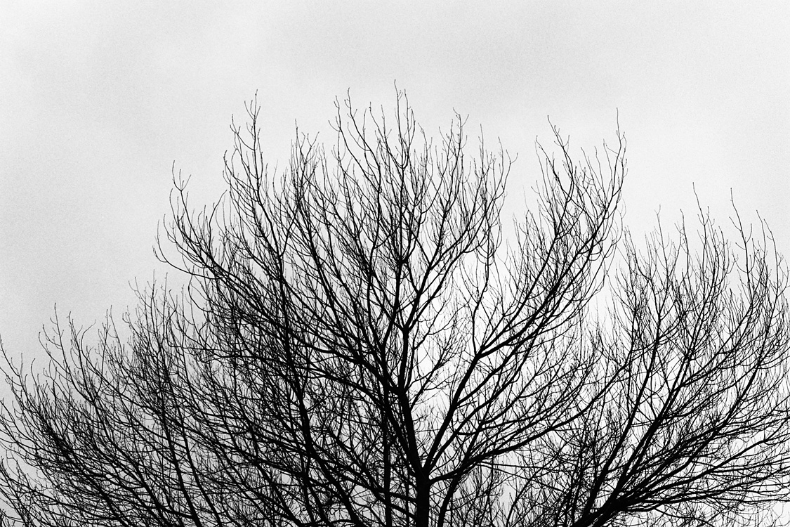 Winter trees