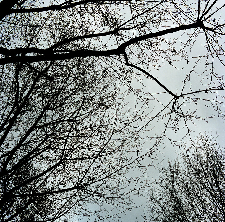Winter trees