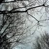 Winter trees