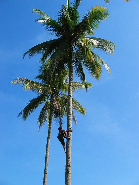 Java-Bali, 2004