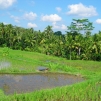Java-Bali, 2004