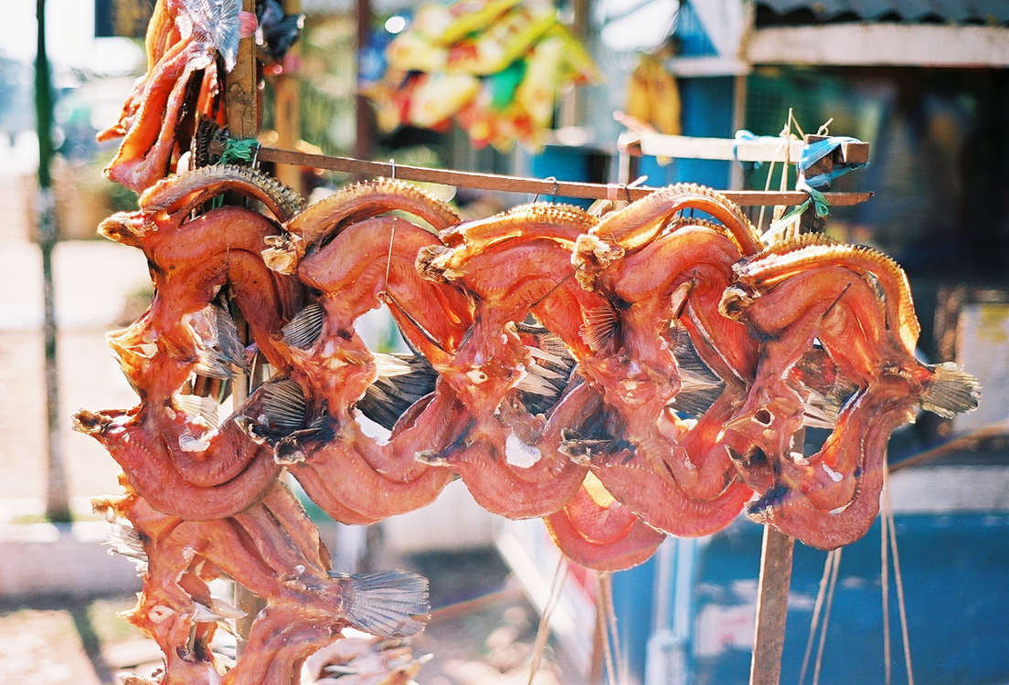 De Bago � Kim Pun Camp - Poisson s�ch�