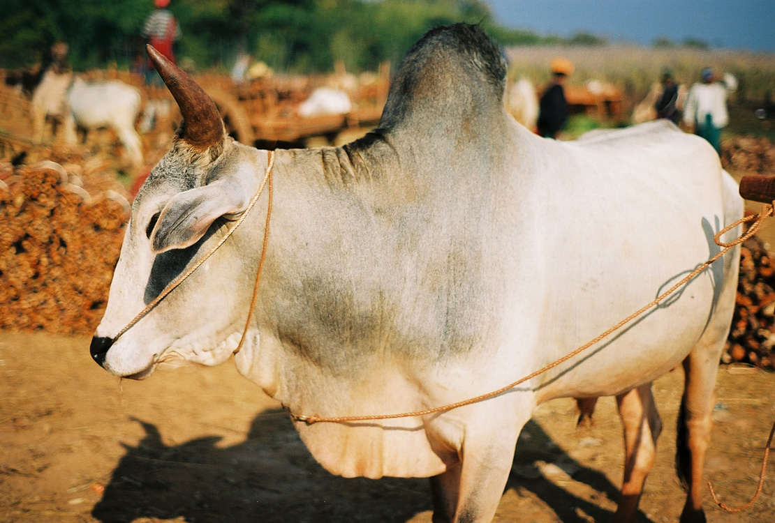 Lac Inl� - Un z�bu au march�