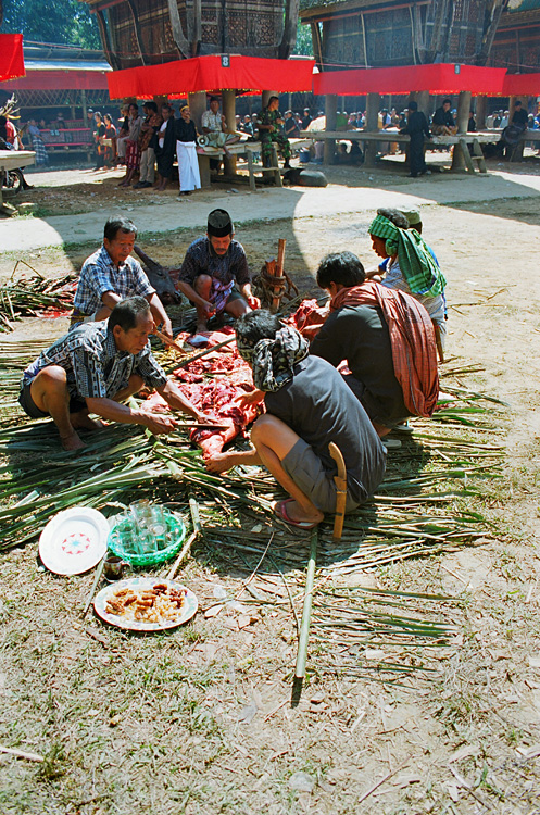Pays Toraja / Fun�railles: d�pe�age d\un buffle.
