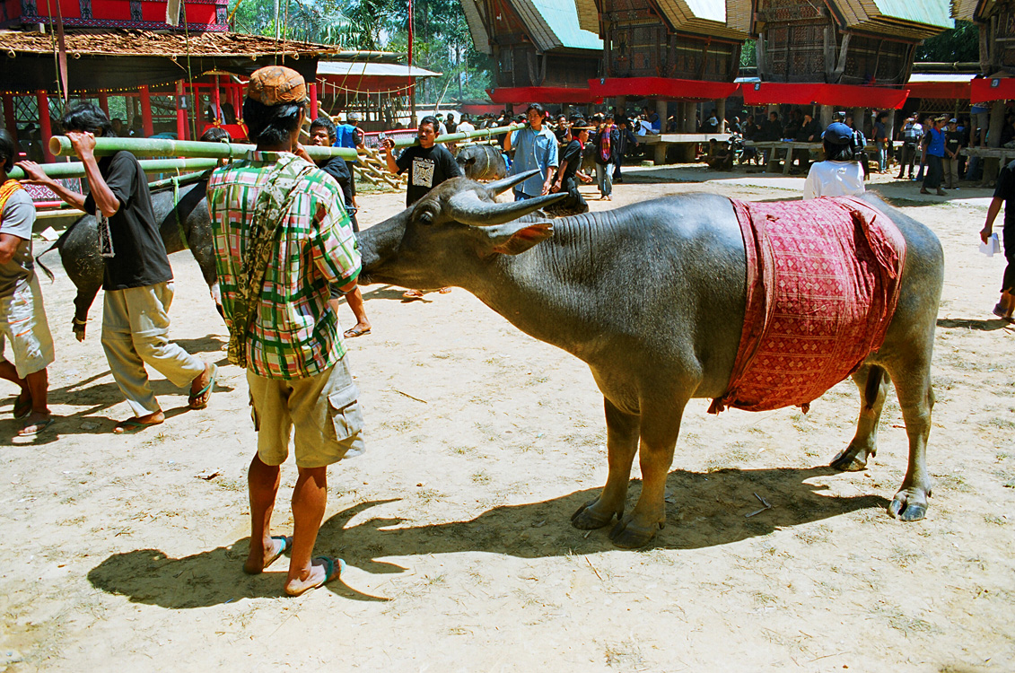 Pays Toraja / Fun�railles: pr�sentation des sacrifi�s.
