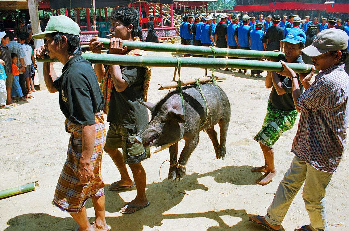 Pays Toraja / Fun�railles: pr�sentation des sacrifi�s.