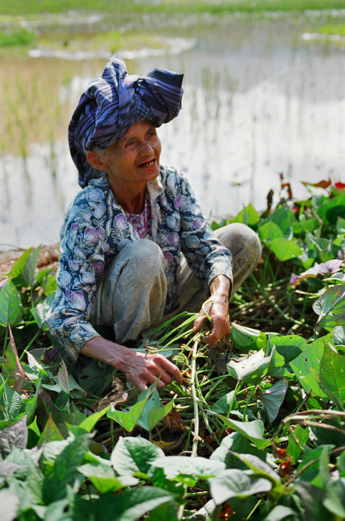 Pays Toraja / Rencontre dans les rizi�res.