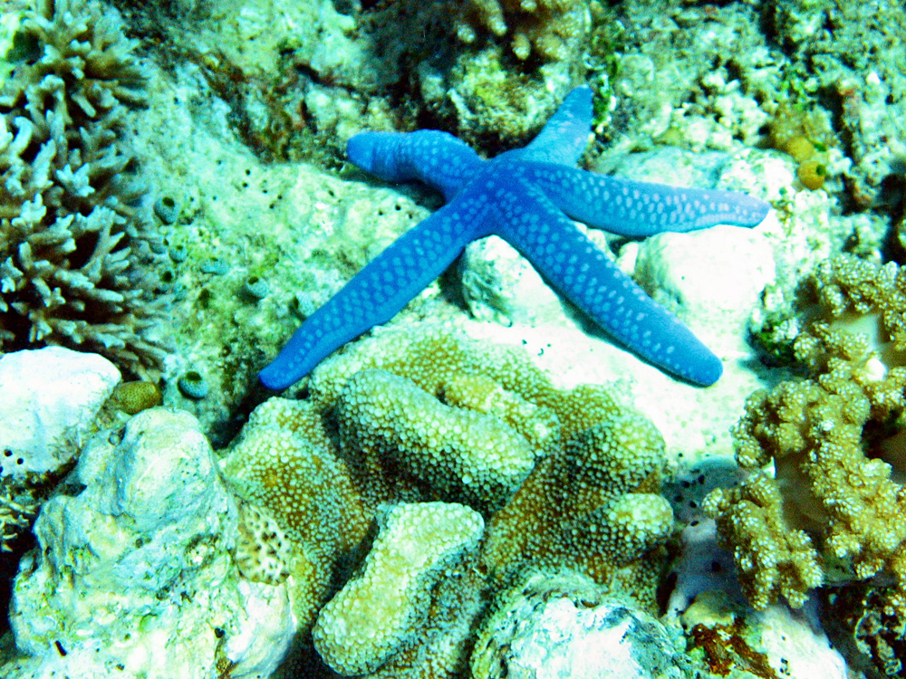 Bunaken / Snorkeling.