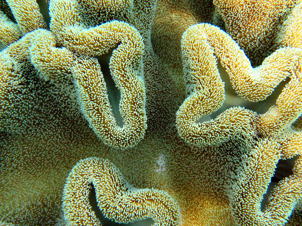 Bunaken / Snorkeling.