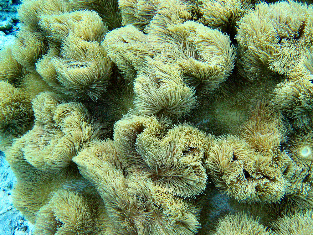 Bunaken / Snorkeling.