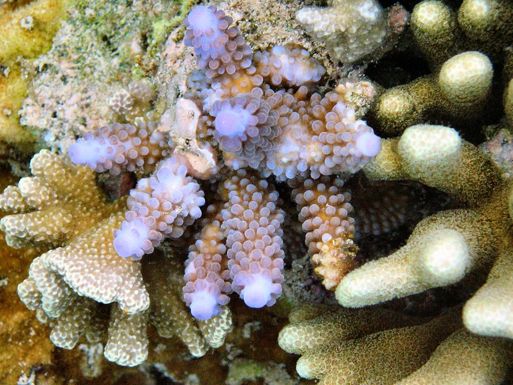 Bunaken / Snorkeling.