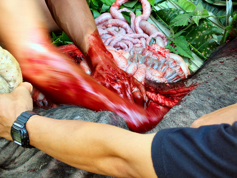 Pays Toraja / Fun�railles: �tripage d'un cochon.