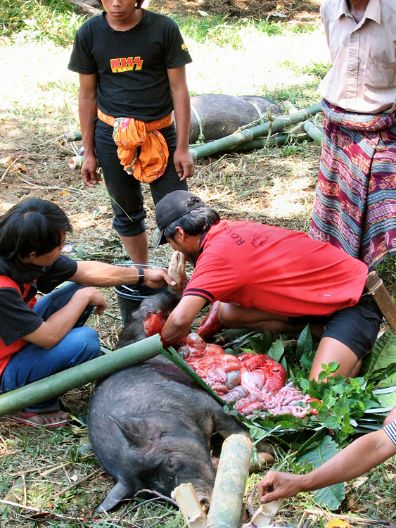 Pays Toraja / Fun�railles: �tripage d'un cochon.