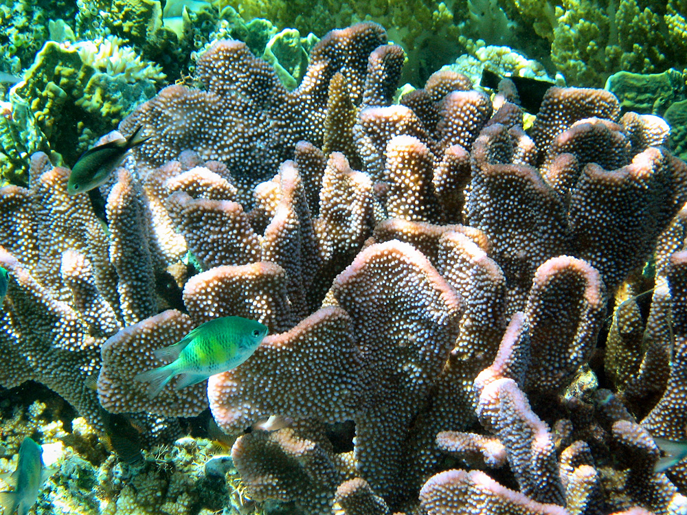 Iles Togian / Snorkeling