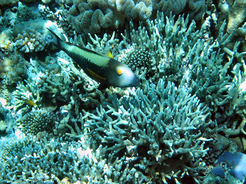 Iles Togian / Snorkeling