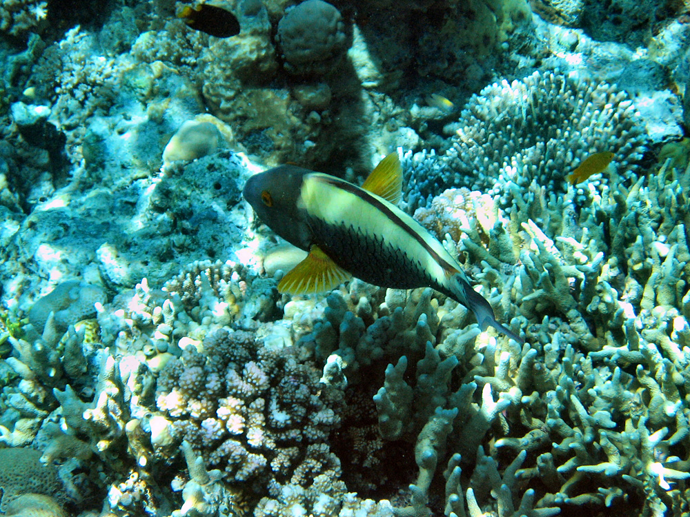 Iles Togian / Snorkeling