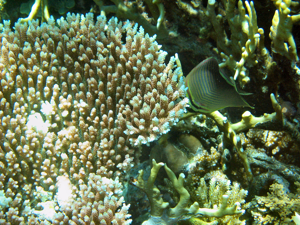 Iles Togian / Snorkeling