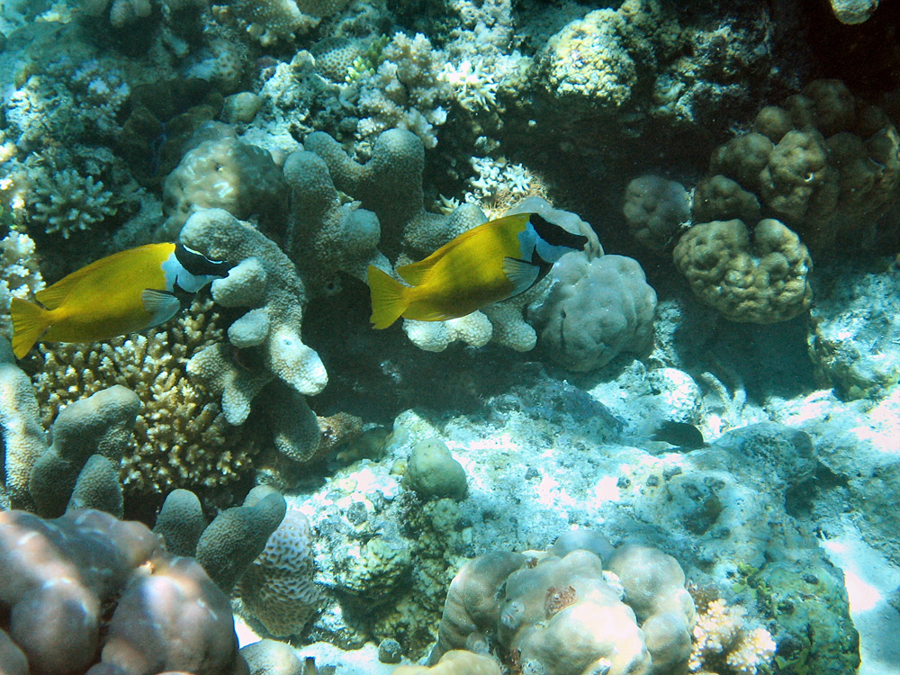 Iles Togian / Snorkeling