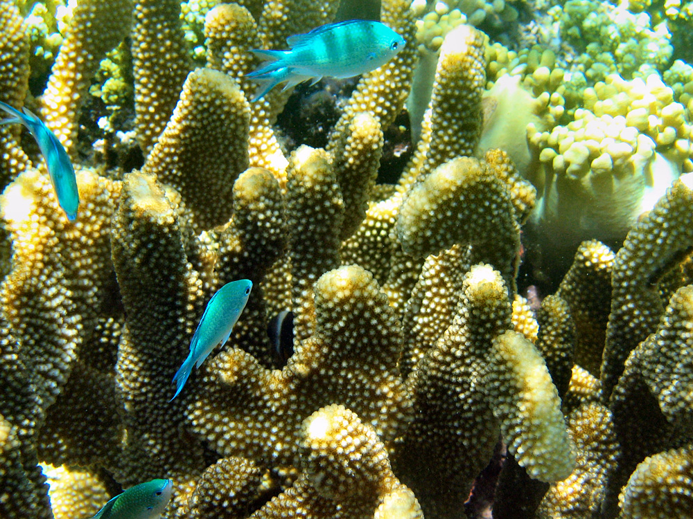 Iles Togian / Snorkeling