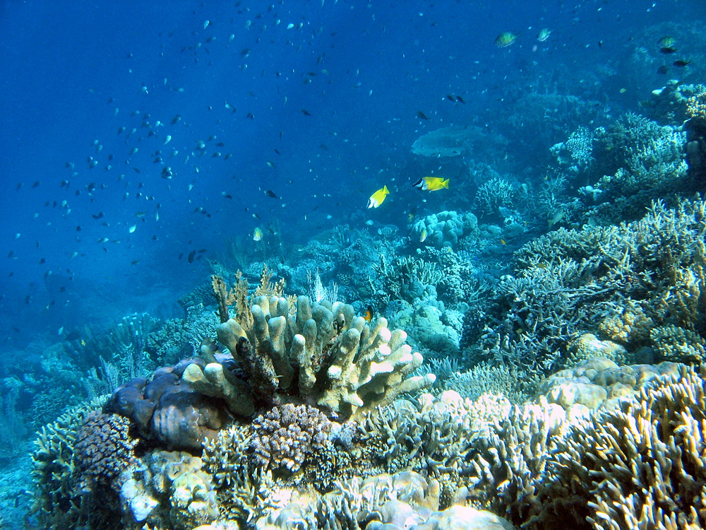 Iles Togian / Snorkeling