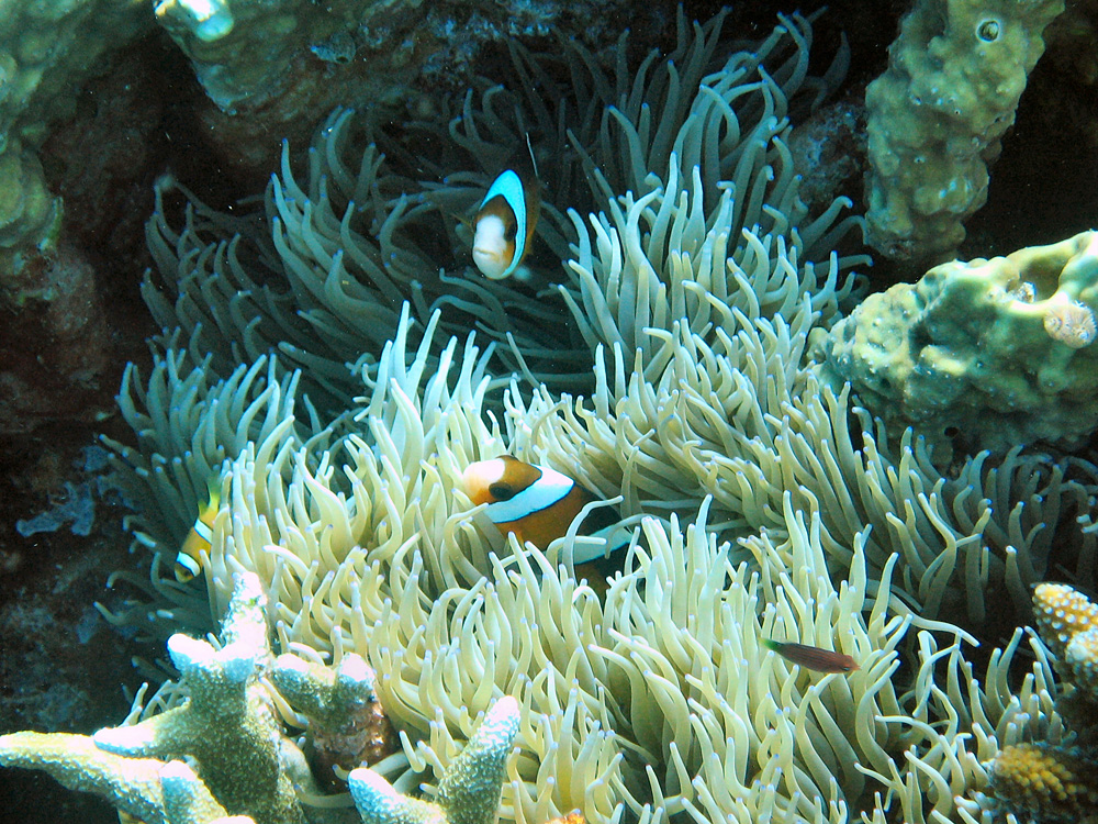 Iles Togian / Snorkeling