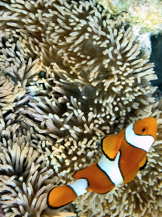 Iles Togian / Snorkeling