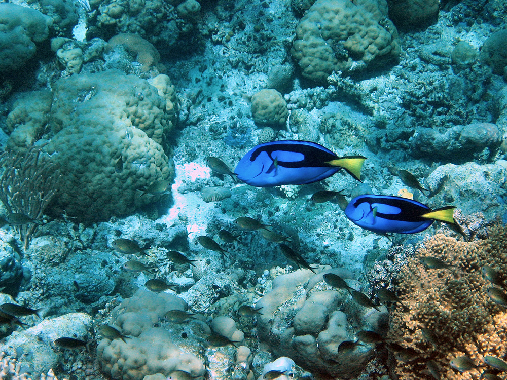Iles Togian / Snorkeling