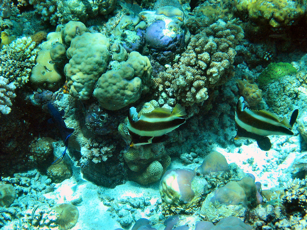 Iles Togian / Snorkeling