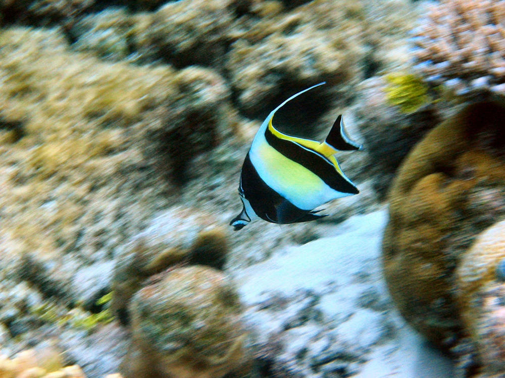 Iles Togian / Snorkeling