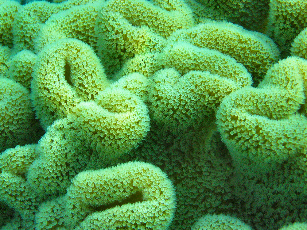 Iles Togian / Snorkeling