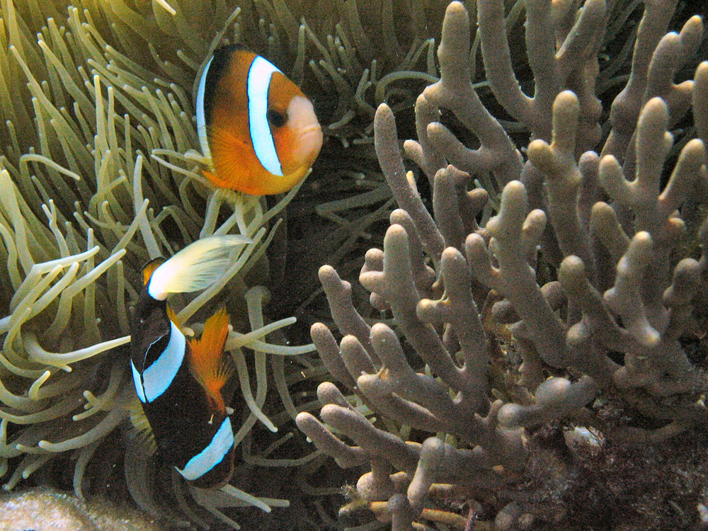 Iles Togian / Snorkeling