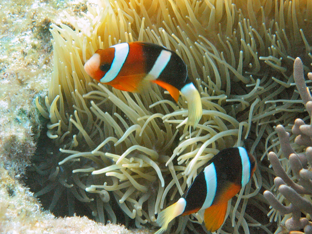 Iles Togian / Snorkeling