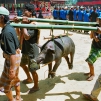 Pays Toraja / Fun�railles: pr�sentation des sacrifi�s.
