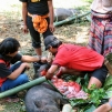 Pays Toraja / Fun�railles: �tripage d'un cochon.