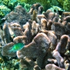 Iles Togian / Snorkeling