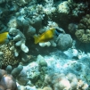 Iles Togian / Snorkeling