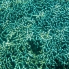 Bunaken / Snorkeling.