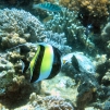 Bunaken / Snorkeling.
