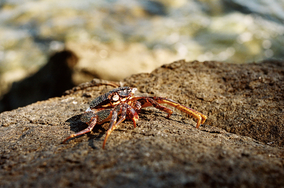 Malaysia, Borneo, 2008