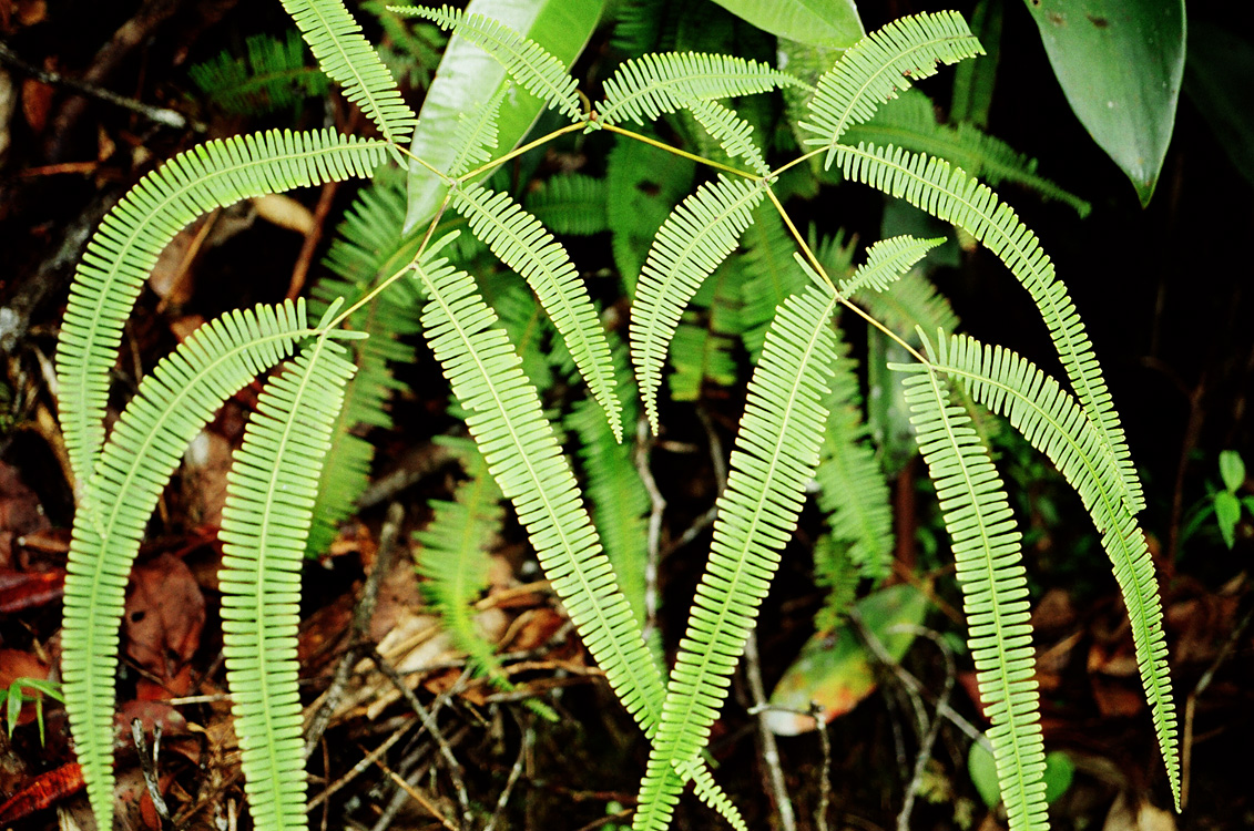 Malaysia, Borneo, 2008