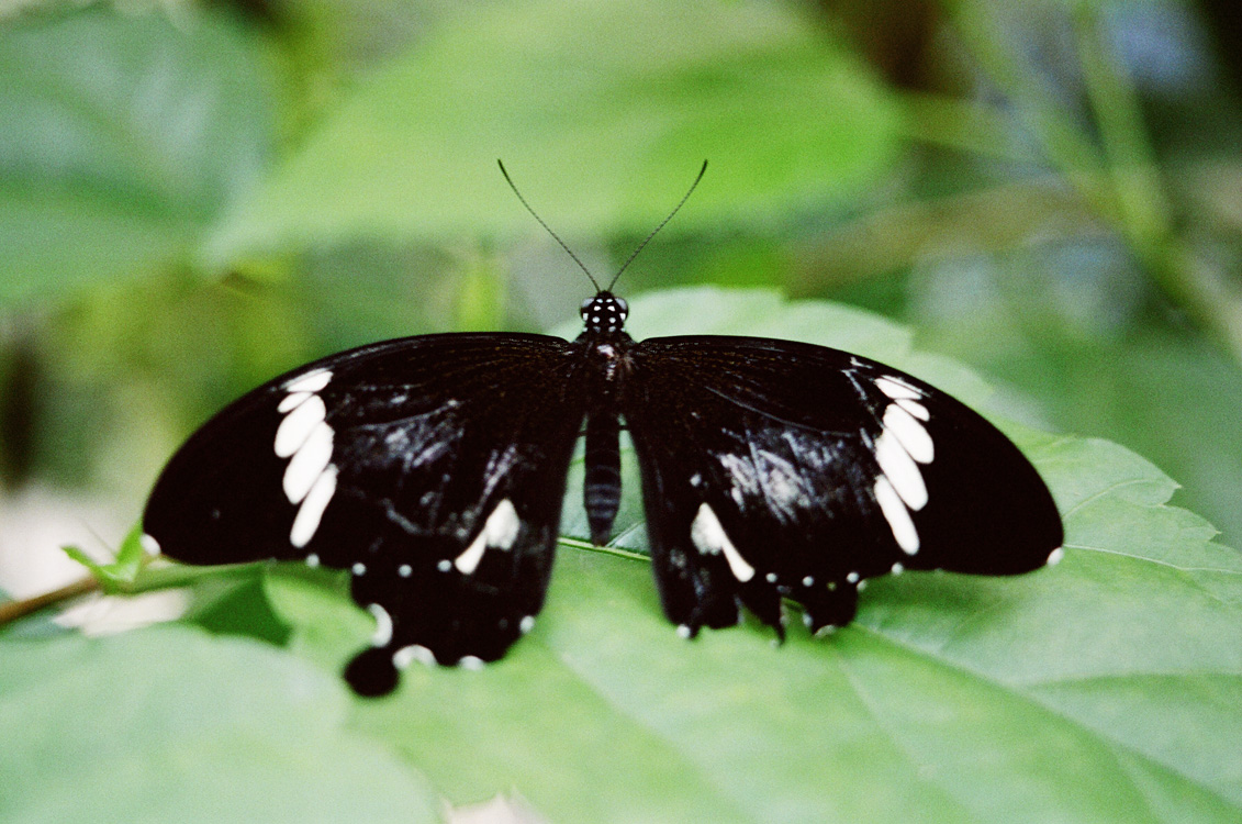 Malaysia, Borneo, 2008