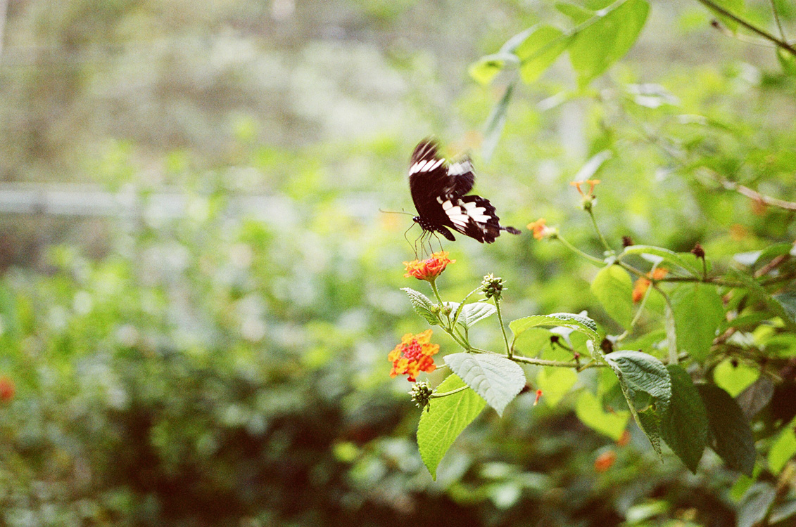 Malaysia, Borneo, 2008