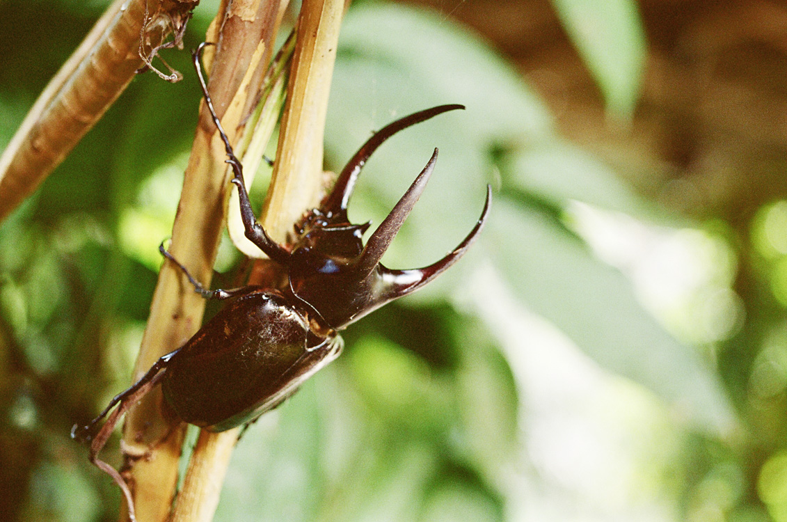 Malaysia, Borneo, 2008