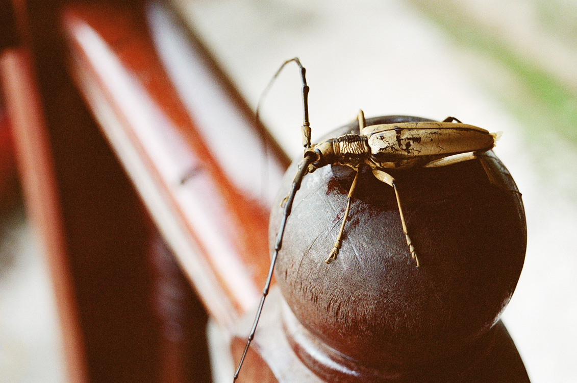 Malaysia, Borneo, 2008