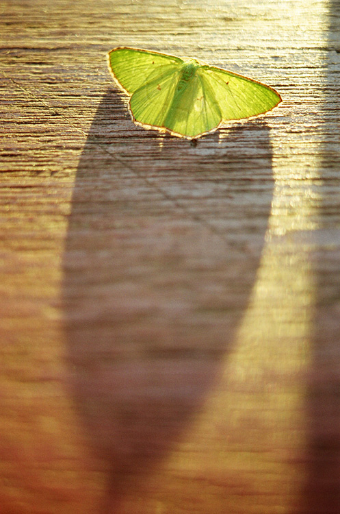 Malaysia, Borneo, 2008