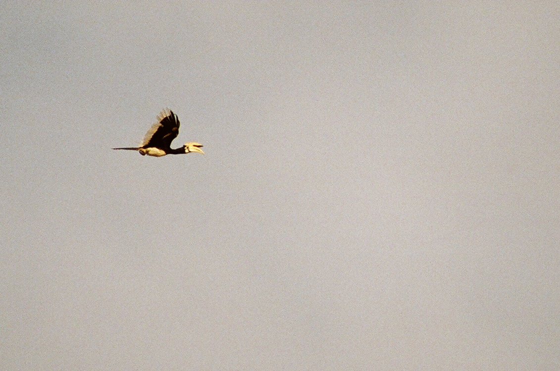 Malaysia, Borneo, 2008