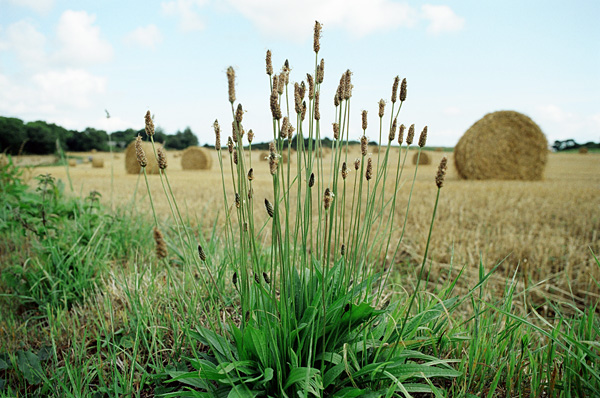 In the west, August 2008