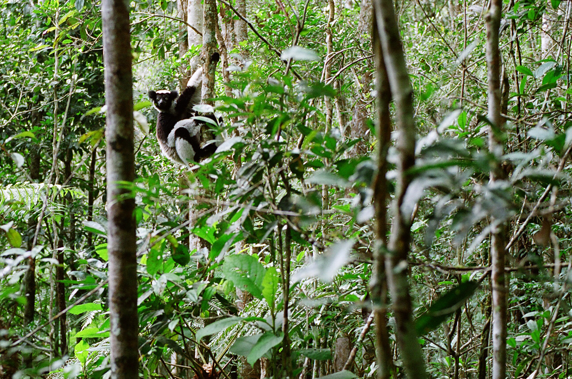 Madagascar, 2010